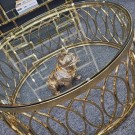 Amazonia sofabord m klart herdet glass & Gull rustfritt stål thumbnail
